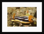 Magnificant Nudibranch by Anonymous