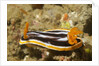 Magnificant Nudibranch by Anonymous