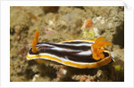 Magnificant Nudibranch by Anonymous