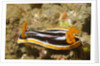 Magnificant Nudibranch by Anonymous