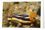 Magnificant Nudibranch by Anonymous