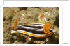 Magnificant Nudibranch by Anonymous