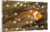 False Clown Anemonefish by Anonymous