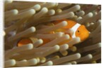 False Clown Anemonefish by Anonymous