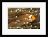 False Clown Anemonefish by Anonymous