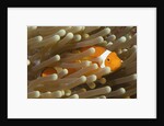False Clown Anemonefish by Anonymous
