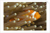 False Clown Anemonefish by Anonymous