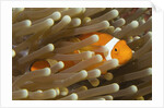 False Clown Anemonefish by Anonymous