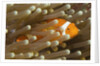 False Clown Anemonefish by Anonymous