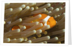 False Clown Anemonefish by Anonymous