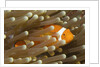 False Clown Anemonefish by Anonymous
