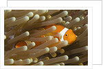False Clown Anemonefish by Anonymous
