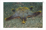 Honeycomb Sea Star by Anonymous