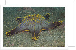 Honeycomb Sea Star by Anonymous