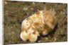 Tryon's Risbecia by Anonymous