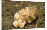 Tryon's Risbecia by Anonymous