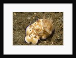 Tryon's Risbecia by Anonymous
