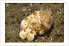 Tryon's Risbecia by Anonymous