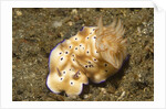 Tryon's Risbecia by Anonymous