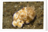 Tryon's Risbecia by Anonymous