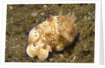 Tryon's Risbecia by Anonymous