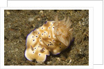 Tryon's Risbecia by Anonymous