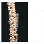 Large Whip Goby on Sea Whip by Anonymous