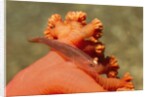 Common Ghost Goby on Gorgonian by Anonymous