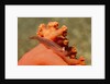 Common Ghost Goby on Gorgonian by Anonymous