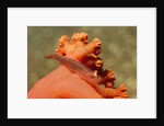 Common Ghost Goby on Gorgonian by Anonymous
