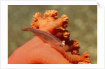Common Ghost Goby on Gorgonian by Anonymous