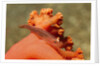 Common Ghost Goby on Gorgonian by Anonymous