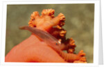 Common Ghost Goby on Gorgonian by Anonymous