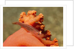 Common Ghost Goby on Gorgonian by Anonymous