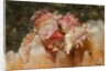 Papuan Scorpionfish by Anonymous