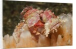 Papuan Scorpionfish by Anonymous