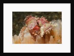Papuan Scorpionfish by Anonymous
