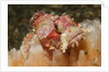 Papuan Scorpionfish by Anonymous