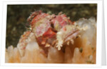Papuan Scorpionfish by Anonymous