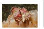 Papuan Scorpionfish by Anonymous