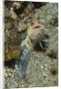 Variable Jawfish by Anonymous