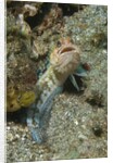 Variable Jawfish by Anonymous