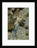 Variable Jawfish by Anonymous