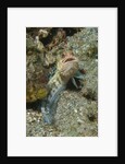 Variable Jawfish by Anonymous
