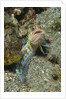 Variable Jawfish by Anonymous