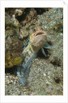 Variable Jawfish by Anonymous