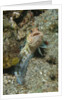 Variable Jawfish by Anonymous