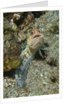 Variable Jawfish by Anonymous