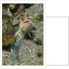 Variable Jawfish by Anonymous