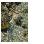 Variable Jawfish by Anonymous